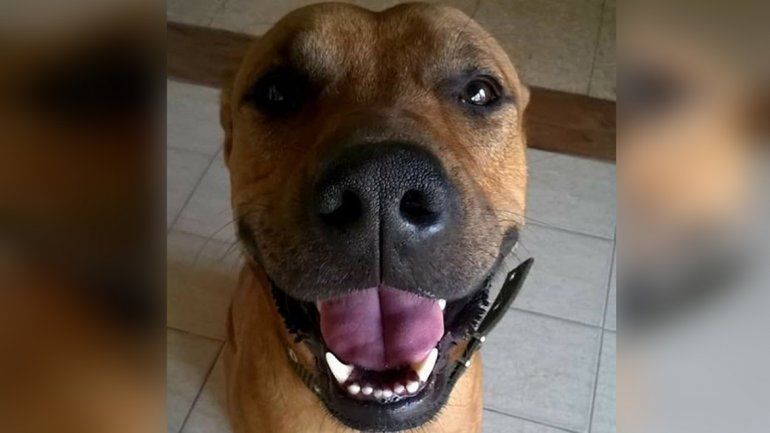 Buscan a Timón, el acompañante terapéutico de una vecina cipoleña con discapacidad  