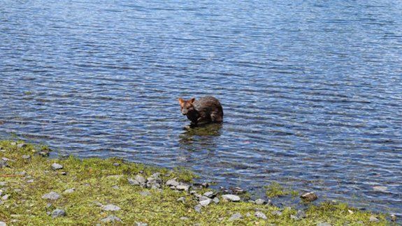Una familia encontró un pudú en el Lago Lácar