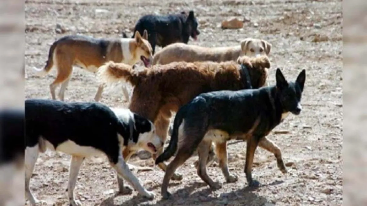 Desde el gobierno local tomaron una decisión tras los reiterados ataques en la zona rural. | LMCipolletti.com Desde el gobierno local tomaron una decisión tras los reiterados ataques en la zona rural.