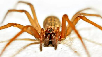 la picadura de la arana de rincon mato a dos personas: que hacer y como reconocerla la picadura de la arana de rincon mato a dos personas: que hacer y como reconocerla