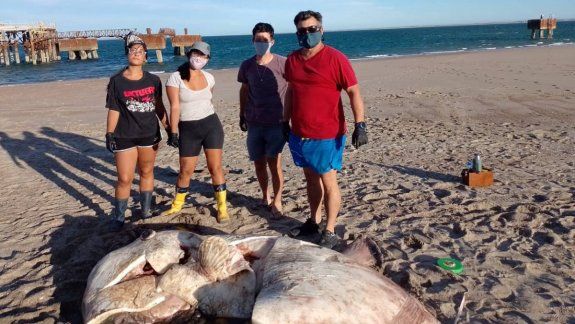 Apareció muerto el pez luna que encalló en la ría de San Antonio