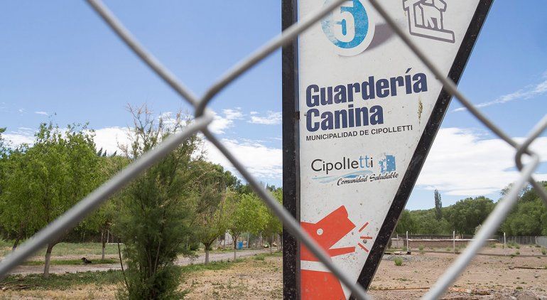 Guardería canina: crece el número de perros muertos