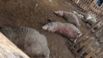 el sangriento tendal que dejo un puma en ciudad rionegrina que teme que vuelva el sangriento tendal que dejo un puma en ciudad rionegrina que teme que vuelva
