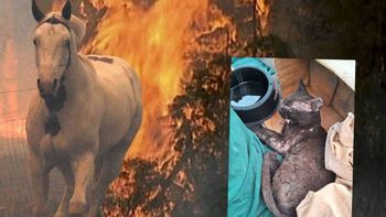 En medio de los incendios forestales, hay voluntarias salvando animales.