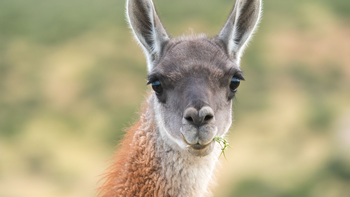 La barrera de dos metros impide el salto del guanaco y protege la receptividad del suelo regional. Foto: Santiago Cicotti, WCS Argentina. | LMCipolletti.com La barrera de dos metros impide el salto del guanaco y protege la receptividad del suelo regional. Foto: Santiago Cicotti, WCS Argentina.