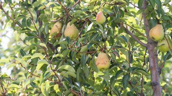 triste final para muchos productores de peras en el valle
