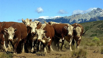 La ganadería de la Patagonia, otra vez bajo una nube de incertidumbres.