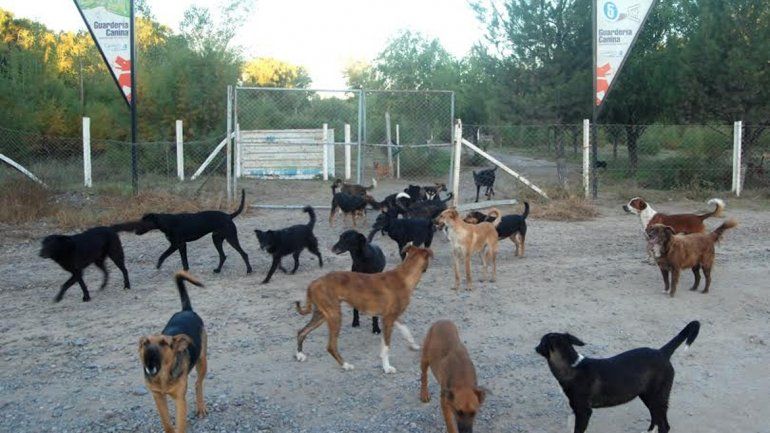 Los perros atendidos en la Isla Jordán no corren riesgo de ser eliminados.