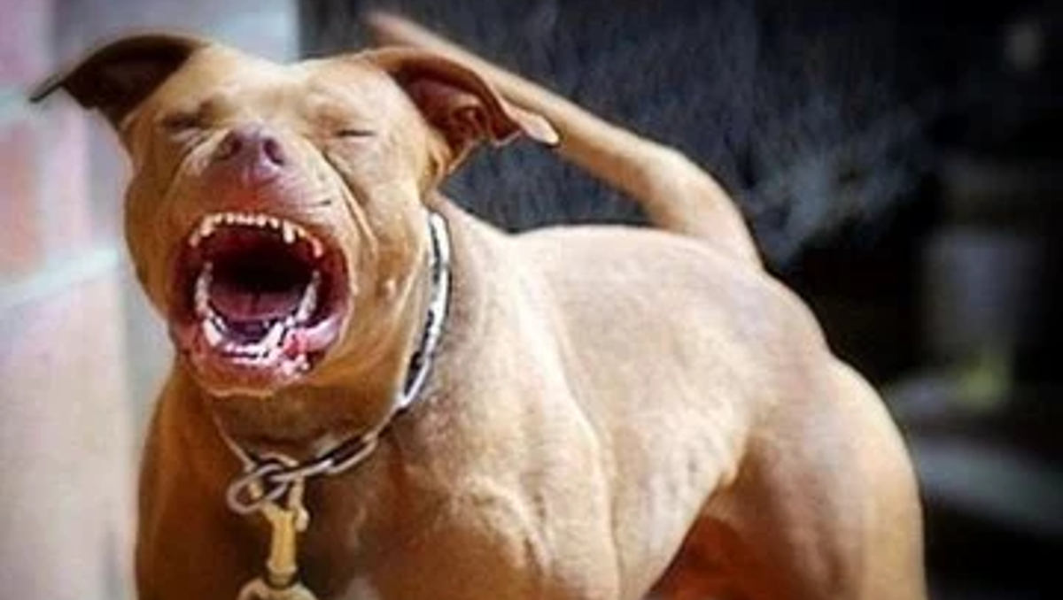 Taxista terminó internado por el feroz ataque de un pitbull en plena calle