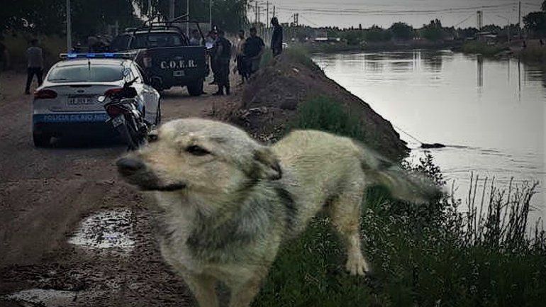 La emocionante historia del perro que encontró el cuerpo de su dueño en el Canal Principal