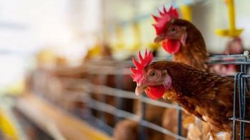 gripe aviar: pollolin vuelve a trabajar las granjas cerradas por contagios
