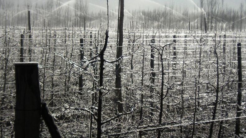 Fuertes heladas se concentraron en gran parte de los Valles productivos de Río Negro y Neuquén.