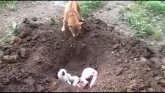 Un perro ayudó en el entierro de su mejor amigo 