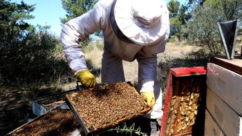 nuevo credito para los productores del sector apicola