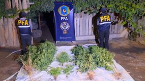 Desmantelaron en Cipolletti una organización narco que producía su propia marihuana | LMCipolletti.com Desmantelaron en Cipolletti una organización narco que producía su propia marihuana