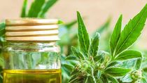 se cosecho la primera variedad de cannabis medicinal