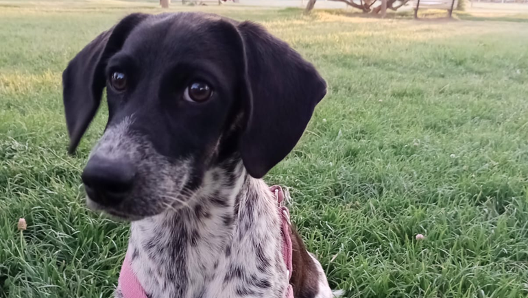 Manchita está desparecida desde el mates en el barrio Flamingo de Cipolletti.