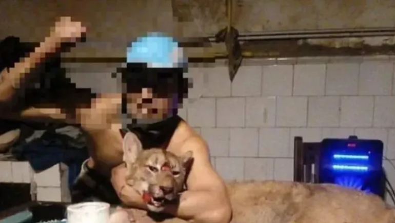 Mató a un puma y se sacó fotos: la Justicia lo busca