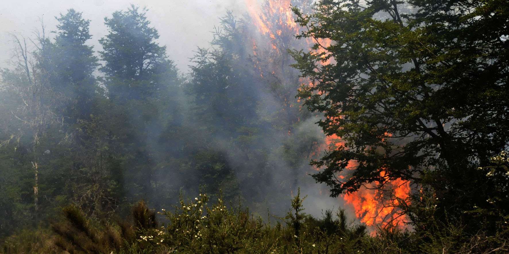 Cayó un rayo y desató un gran incendio que afecta al bosque nativo
