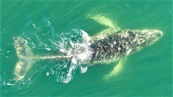 ballena jorobada jugo frente a la playa de las grutas