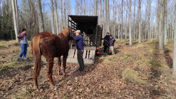 el municipio retuvo un caballo que deambulo por el centro
