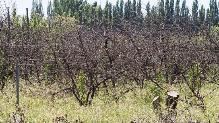 Las soluciones no aparecen y la actividad frutícola sigue cayendo a pique.