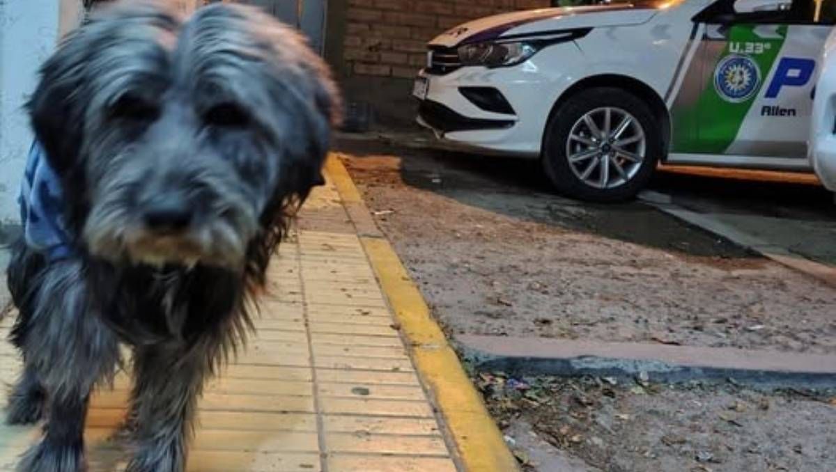 Pulgoso, el perro callejero que se hizo amar en Allen y Cipolletti.