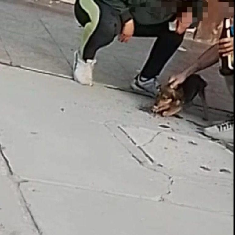 Rescatan a un perro que fue golpeado y obligado a tomar cerveza