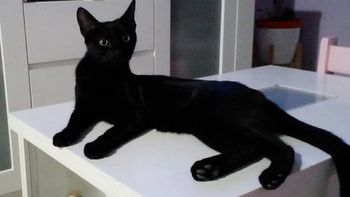 se les perdio panchita y ofrecen una millonaria recompensa para encontrarla