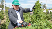 el gobernador de jujuy cosecho el cannabis mas importante de latinoamerica
