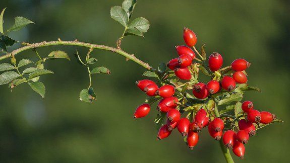 La rosa mosqueta podría ser el biocombustible del futuro