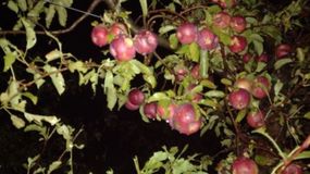 En apenas 15 minutos, la tormenta arrasó chacras, dañó vehículos y dejó a productores frente a un panorama devastador. | LMCipolletti.com En apenas 15 minutos, la tormenta arrasó chacras, dañó vehículos y dejó a productores frente a un panorama devastador.