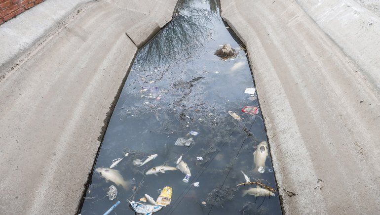 Hay acumulación de peces muertos en el canal y los vecinos están hartos del olor