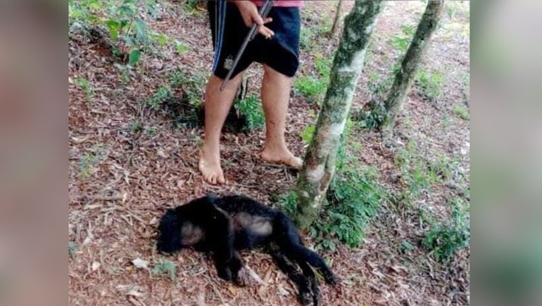 Mató a un mono, subió el video a las redes y quedó detenido