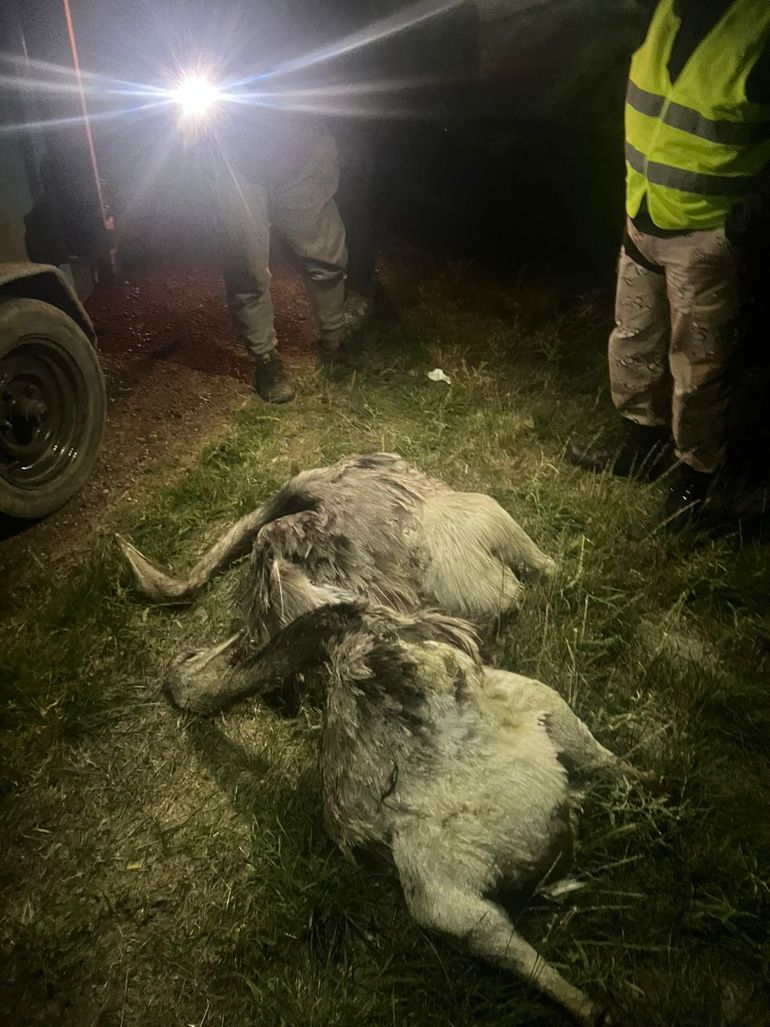 En el interior de la caja de la camioneta, los agentes descubrieron dos choiques sin vida. En el interior de la caja de la camioneta, los agentes descubrieron dos choiques sin vida.