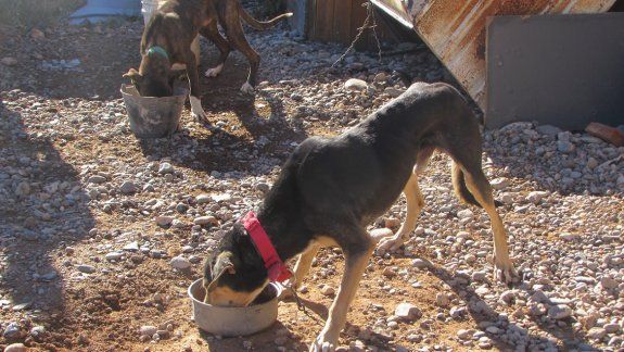 Los perros habían sido abandonados por un cazador de jabalíes.