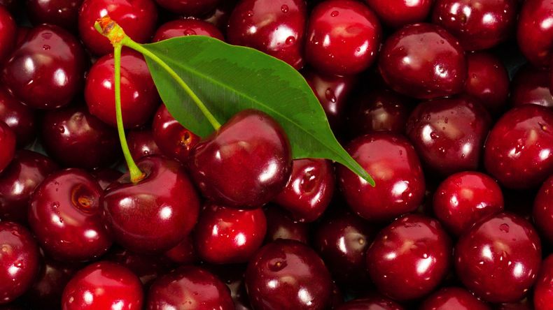 Cerezas de Chile: confirman récord de exportaciones 2025/26; China será clave