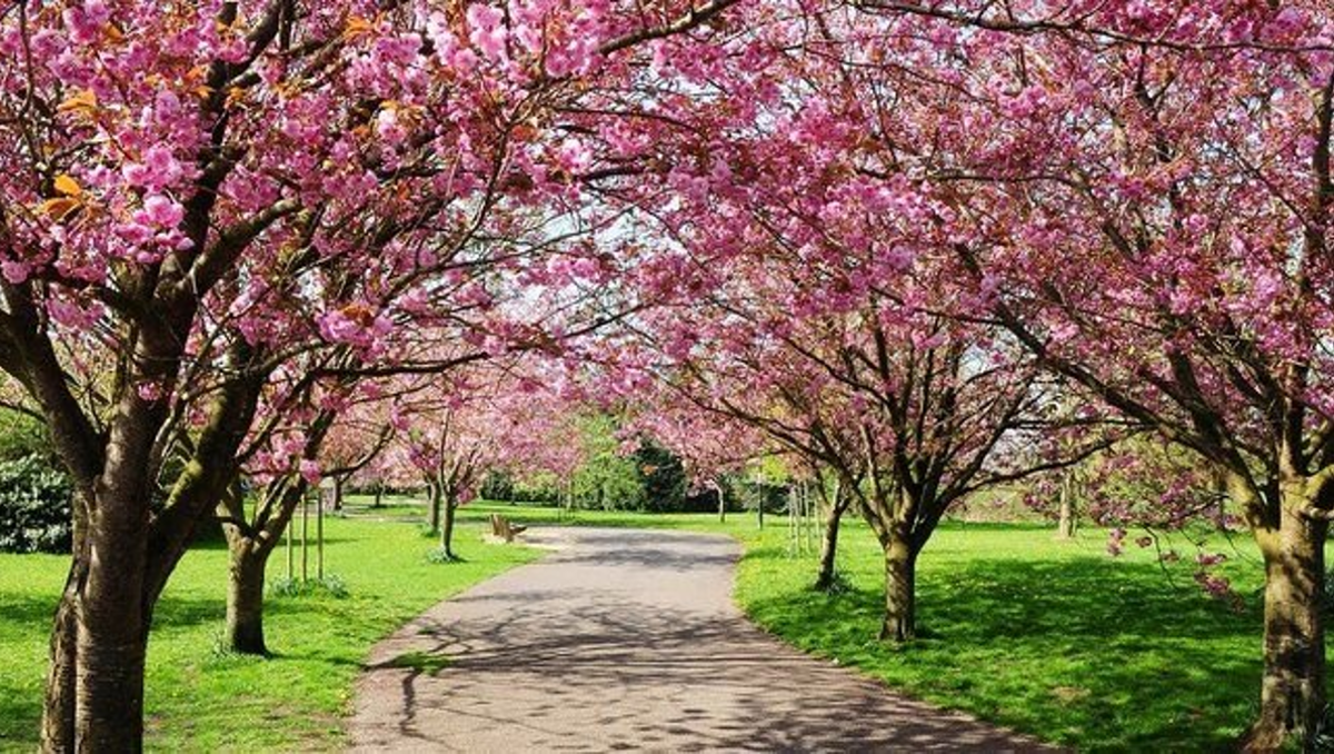 La primavera llegó antes este año. Conocé el fenómeno científico.