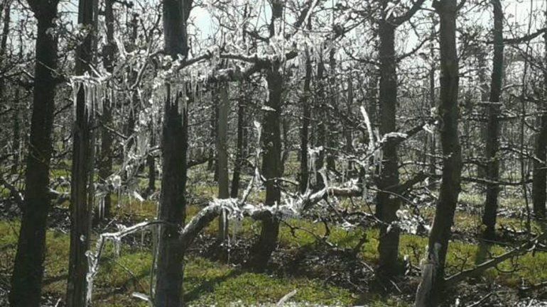 Las ramas cubiertas de hielo