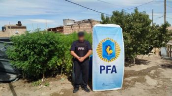 Casi 50 kilos de plantas de marihuana secuestradas. Foto: Policía Federal.