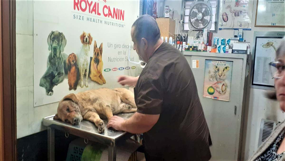 Vecinos le salvaron la vida al querido Bimbo tras un ataque feroz