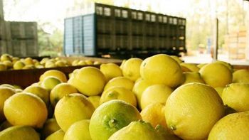 Productores e industriales del limón reclamaron una solución urgente ante la falta de gas natural, un insumo clave para sostener la cosecha y el procesamiento en Tucumán. | LMCipolletti.com Productores e industriales del limón reclamaron una solución urgente ante la falta de gas natural, un insumo clave para sostener la cosecha y el procesamiento en Tucumán.