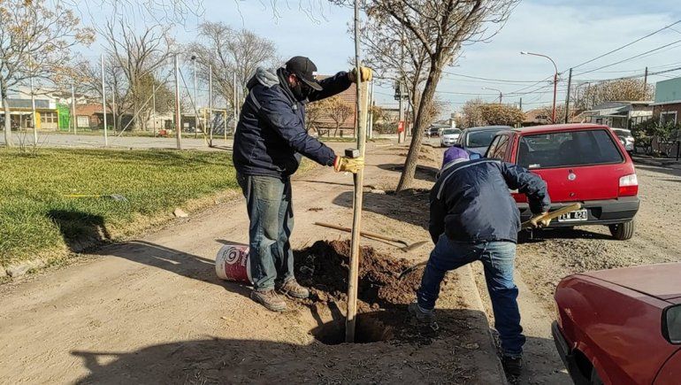 Replantaron más de 60 árboles en espacios verdes de la ciudad