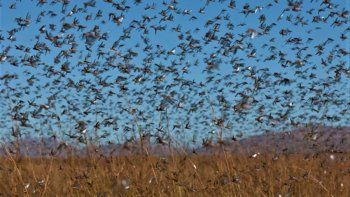 temor por una plaga de langostas en el litoral