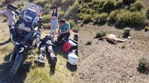 El turista brasiñelo cayó de a moto tras impactar contra el guanaco. El animal murió. El turista brasiñelo cayó de a moto tras impactar contra el guanaco. El animal murió.
