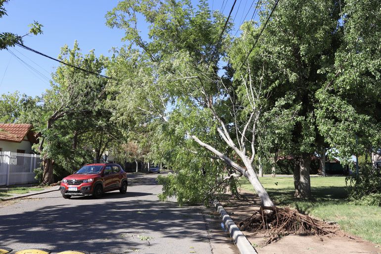 Casi 40 árboles se cayeron en Cipolletti