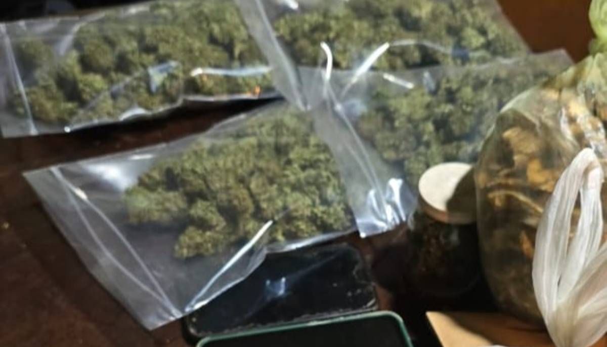 Allanamiento verde: tenían permiso para cultivar cannabis medicinal pero hacían delivery de drogas