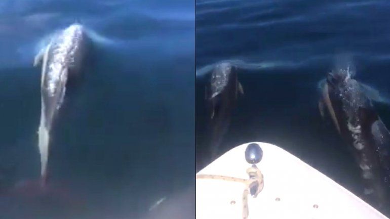 Mirá el increíble espectáculo que brindó una familia de toninas a los turistas en Las Grutas