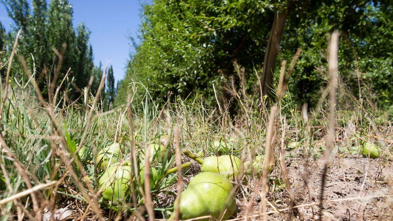 La actividad frutícola en el Alto Valle está viviendo una profunda crisis.