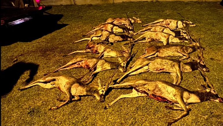 La Pampa: llevaban 12 antílopes muertos en una camioneta.